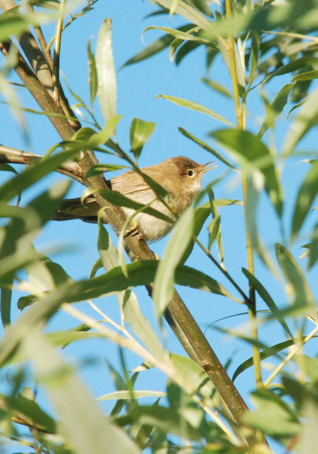 Padule di Fucecchio